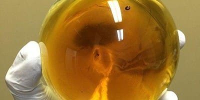 THC Distillate Facts: Everything You Need to Know