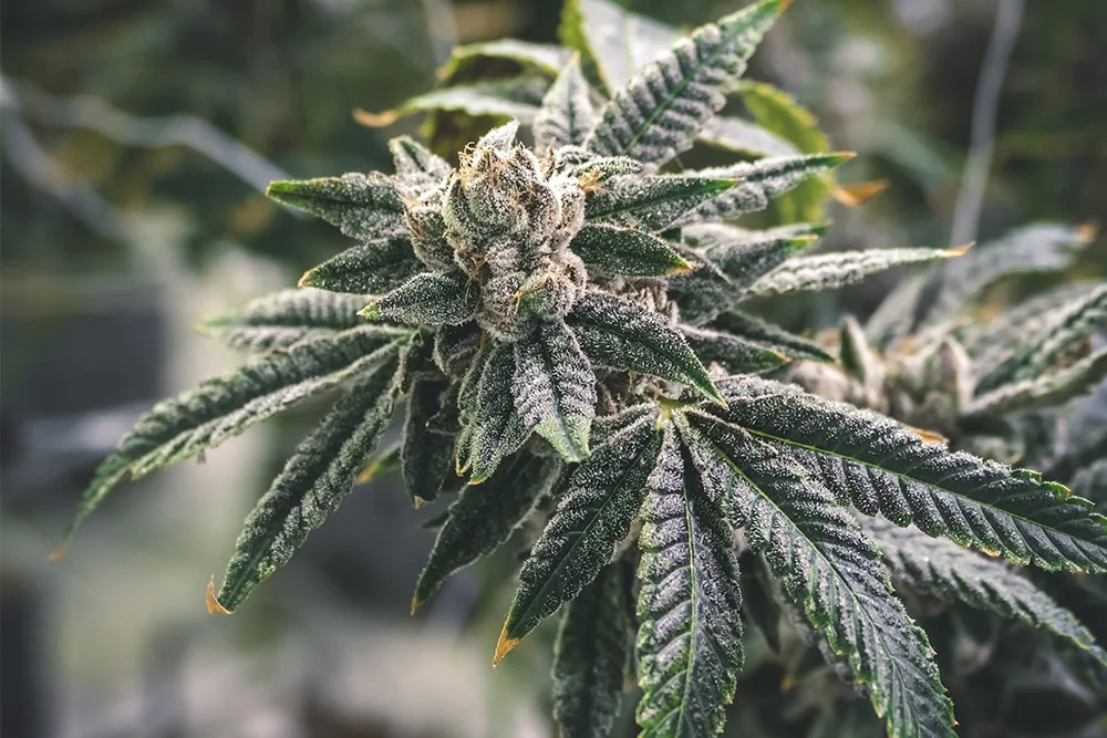 the difference between cbd and thc