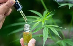 What is CBD Extract?