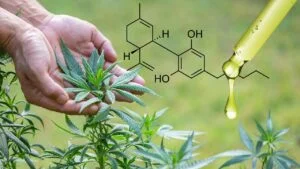 Read more about the article Cannabis Terpenes: A Comprehensive Guide
