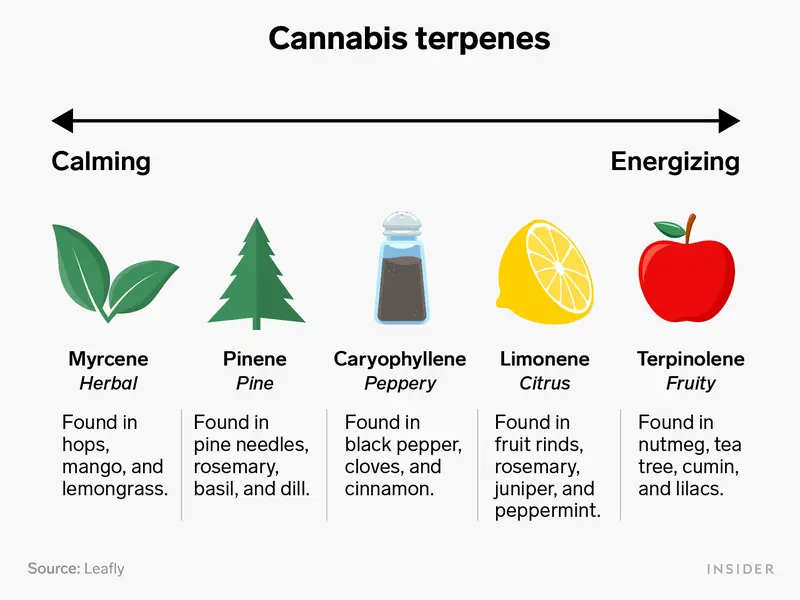 Understanding Terpenes
