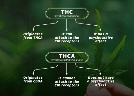 Cannabinoid Basics: THC and THCA