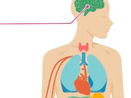How Do Cannabinoids Affect the Body and Mind?