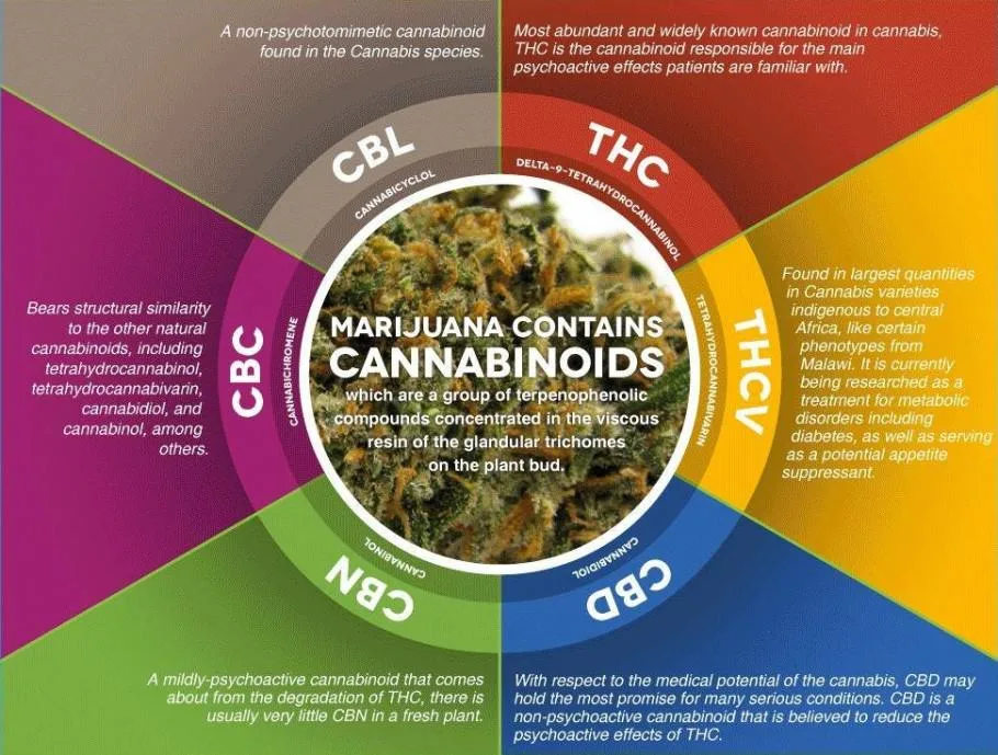 Major Cannabinoids and Their Health Benefits