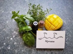 Myrcene: The Relaxing Terpene