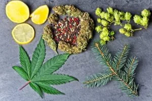 Pinene: The Energizing Terpene