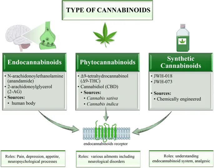 Types of Cannabinoids Explained