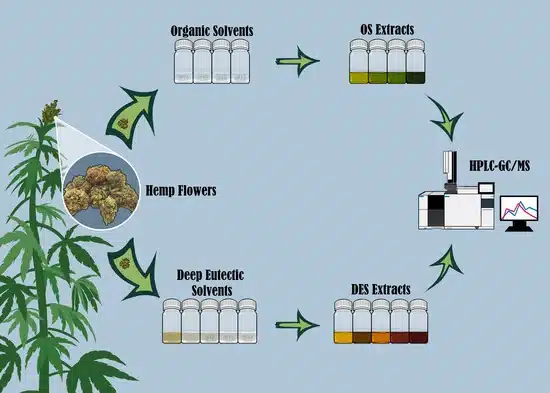 How Are CBD and THC Extracted from Hemp Oil?