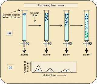 Factors Influencing Chromatography Efficiency
