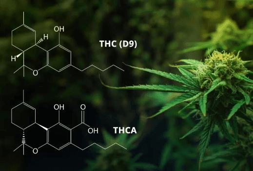 You are currently viewing THCa vs Delta 9: Key Differences, Effects, and Benefits