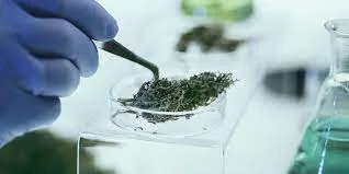 Testing Cannabis Extracts for Butane or Ethanol