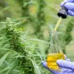 Cannabis Processing: The 10 Steps You Need to Know