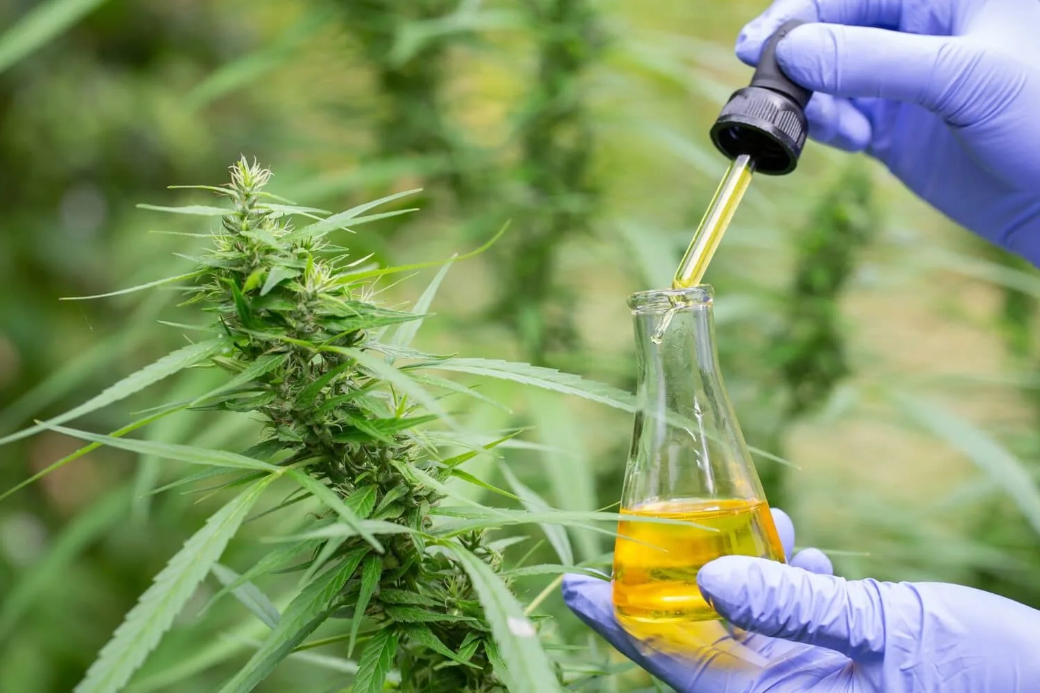 You are currently viewing Cannabis Processing: The 10 Steps You Need to Know