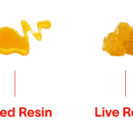 Cured Resin vs. Live Resin: What’s the Difference?