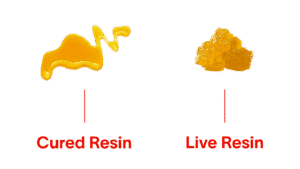 Read more about the article Cured Resin vs. Live Resin: What’s the Difference?