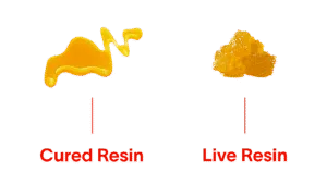 Read more about the article Cured Resin vs. Live Resin: What’s the Difference?