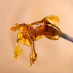 Shatter vs. Wax: What’s the Difference and Which Should You Choose?