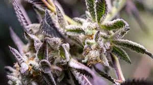 Step 6 Winterization