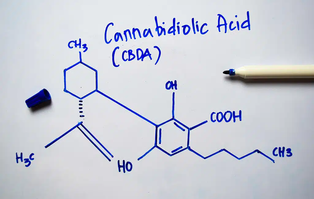 Read more about the article CBDA 101: A Complete Guide to the Benefits, Effects, and Uses of This Powerful Cannabinoid