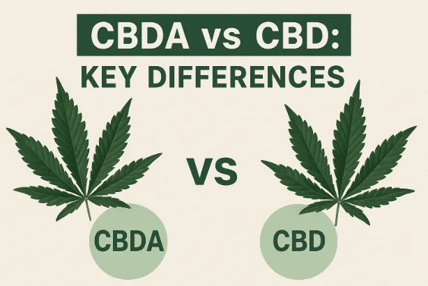 CBDA vs CBD: Key Differences