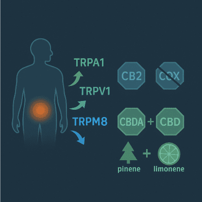 How Does CBDA Works In Body