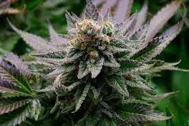 Why Should You Care About Cannabis Terpenes?