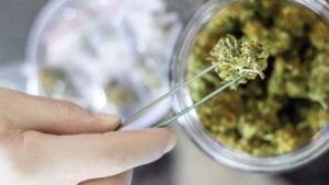 Read more about the article Cannabis Potency Testing: How It Works, Why It Matters, and What Labs Look For