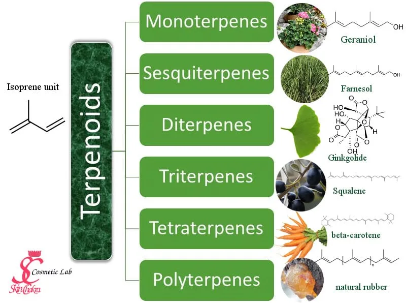 Common Terpenoids and Their Uses