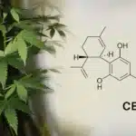 15 Health Benefits of CBN