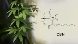 Read more about the article 15 Health Benefits of CBN