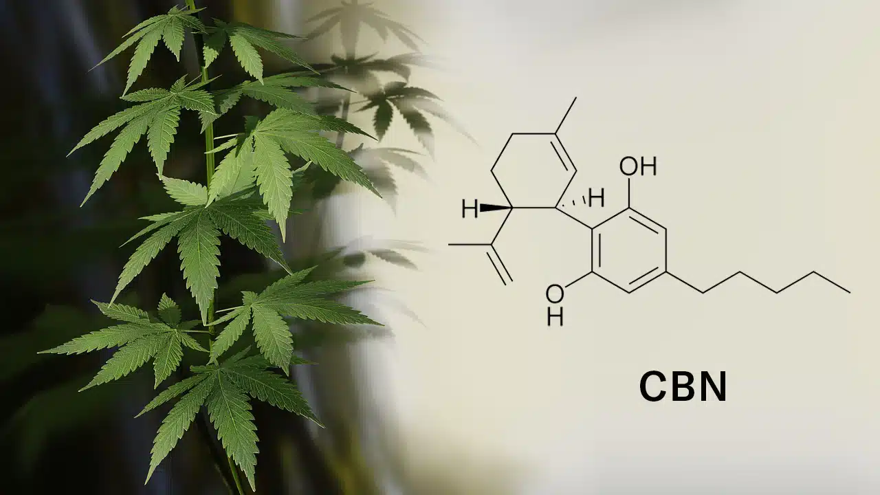 Read more about the article 15 Health Benefits of CBN