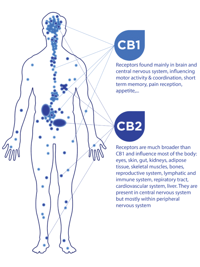 How Does CBN Work in the Body