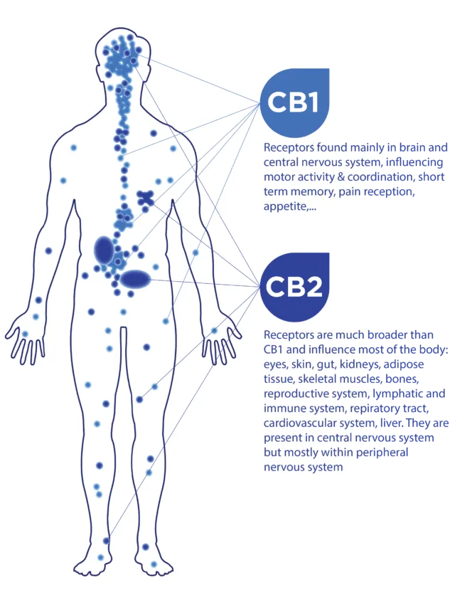 How Does CBN Work in the Body