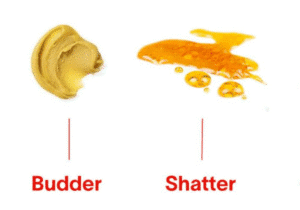 Read more about the article Shatter vs Budder: What’s the Difference