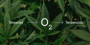 Read more about the article Terpenes vs Terpenoids: What’s the Difference