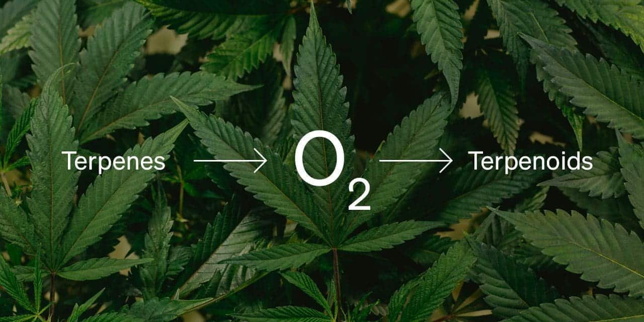 Read more about the article Terpenes vs Terpenoids: What’s the Difference