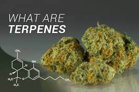 What Are Terpenes?