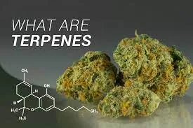 What Are Terpenes?