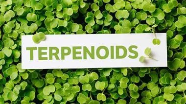 What Are Terpenoids?