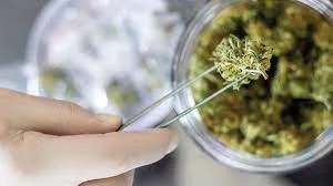 What Is Cannabis Potency Testing?
