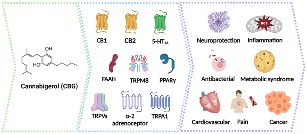 How Does CBG Works in the Body