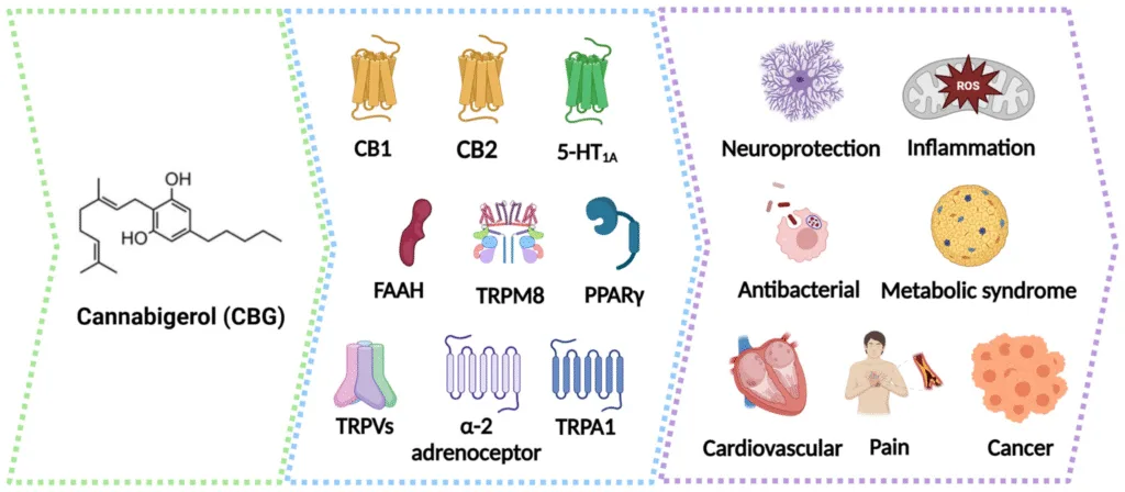 How Does CBG Works in the Body