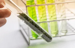 Read more about the article Cannabis Terpene Testing 101: What Labs Look For and Why It Matters