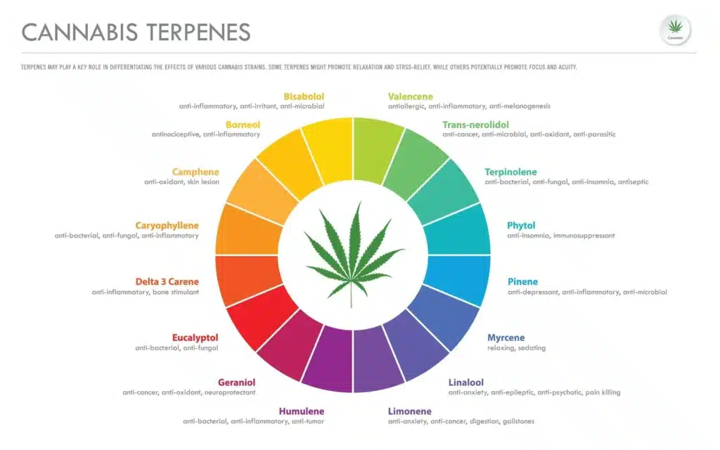 Common Terpenes Found in Cannabis