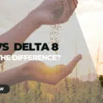 HHC vs Delta 8: What’s the Difference