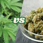 Hemp vs Cannabis: What’s the Difference