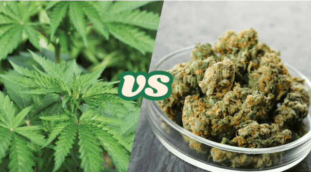 Hemp vs Cannabis: Key Differences