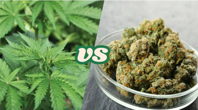 Hemp vs Cannabis: Key Differences