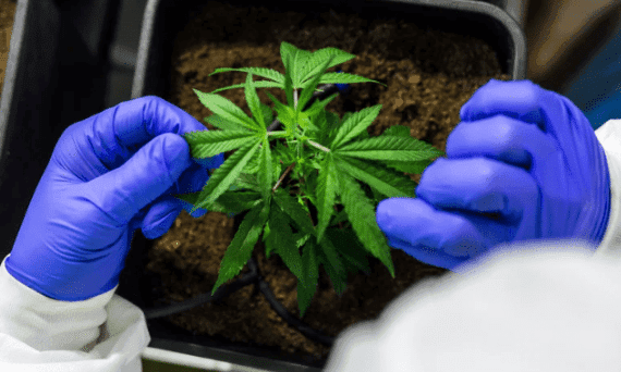 How Is Terpene Testing Done in Labs ma
