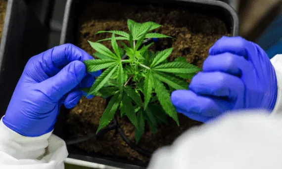 How Is Terpene Testing Done in Labs ma